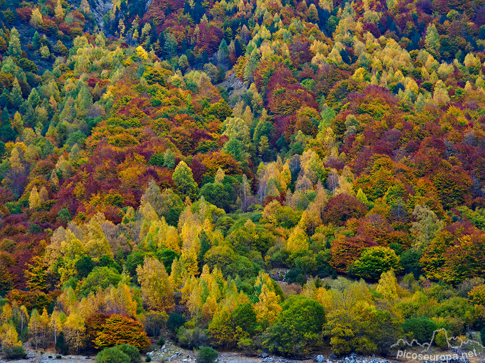 Así esta el bosque el 29/10/2021 en las laderas que rodean el embalse de la Baserca, situado a unos pocos kms de la boca sur del Tunel de Vielha (Val d'Aran).